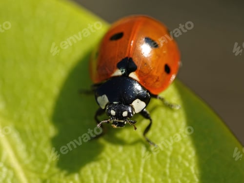 Preview: Seven-spot ladybird (Coccinella septempunctata)