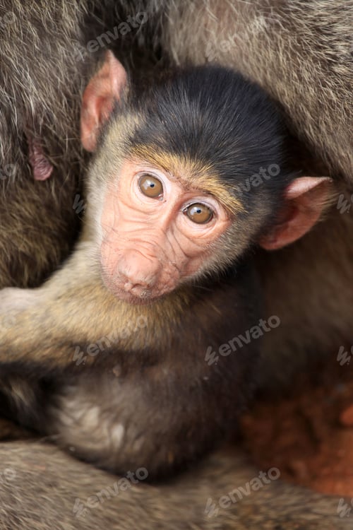 Preview: Baby Baboon - Kenya