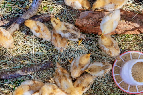 Preview: An adorable group of furry little chickens is walking in sun on a warm summer afternoon