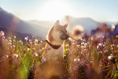 Preview: Shiba Inu dog on the background of a beautiful colorful sunset in the mountains