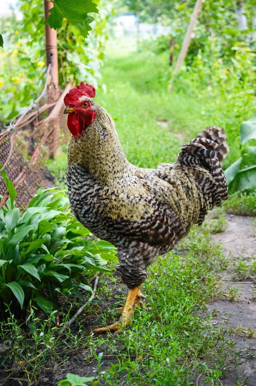 Preview: Beautiful rooster walking in the garden among the trees. Household.