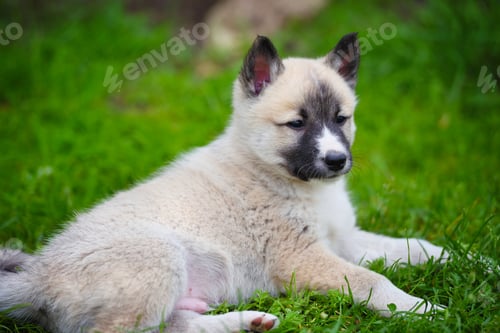 Preview: Portrait of cute Siberian Laika lying down on the grass