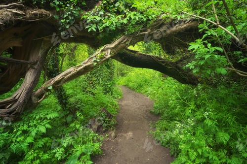Preview: Winding road through the forest