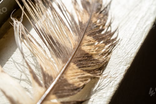Preview: Close-up of a feather with brown spots