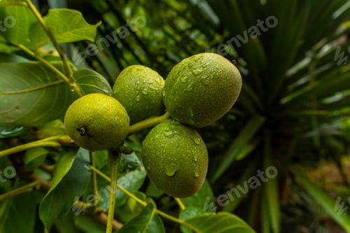 Preview: Green apples on the tree, apple grown for making cider, a typical drink