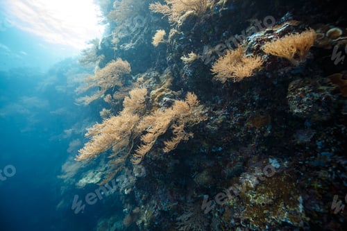 Preview: Yellowish corals on the underwater cliffs illuminated by sunlight