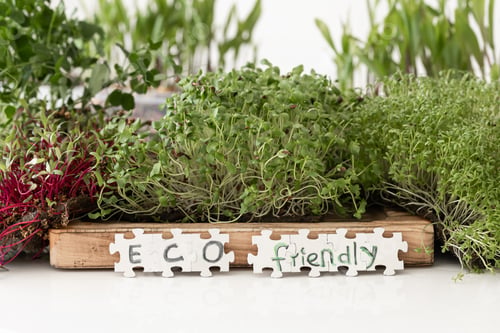 Preview: Radish microgreens with seeds and roots. Germination of seeds at home.