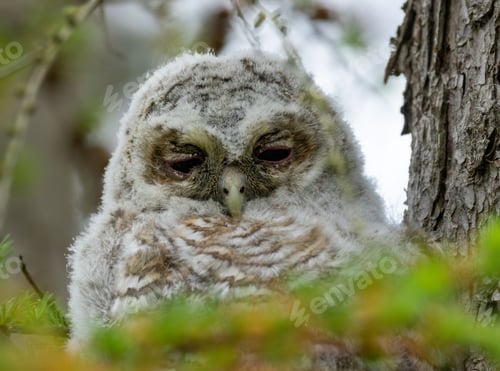 Preview: Tawny owl in its natural habitat