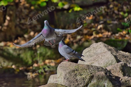 Preview: Two pigeons atop a collection of grey rocks near a tranquil pond