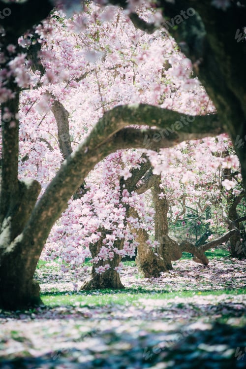 Preview: magnolia blossom tree in spring
