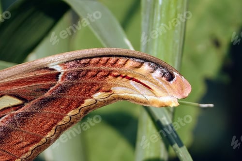 Preview: Closeup of Atlas moth butterfly wing on green plants
