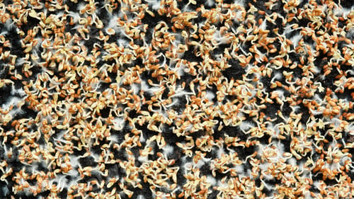 Preview: Close-up of watercress sprouts. Growing microgreens at home.