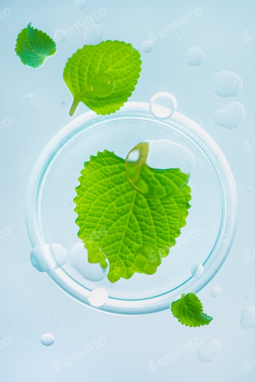 Preview: Mint leaves with water drops, beauty, pharmacy