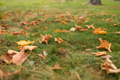 Preview: Autumn foliage fallen from the trees lies on the ground.