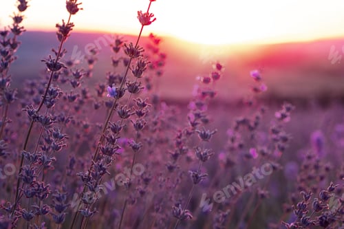 Preview: Lavender Field in the summer sunset time