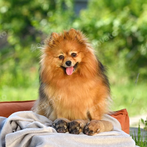 Preview: Happy spitz dog with puppies