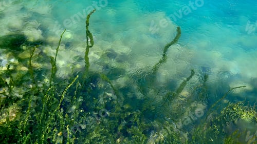 Preview: Green seaweeds and algae slowly moving in water stream at sea or river