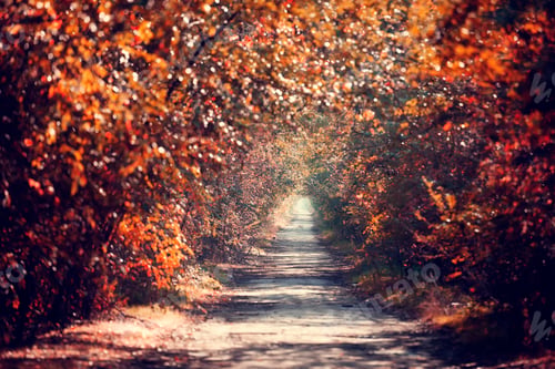 Preview: Autumn alley in Odessa, Ukraine