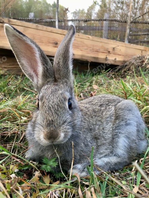 Preview: Rabbits