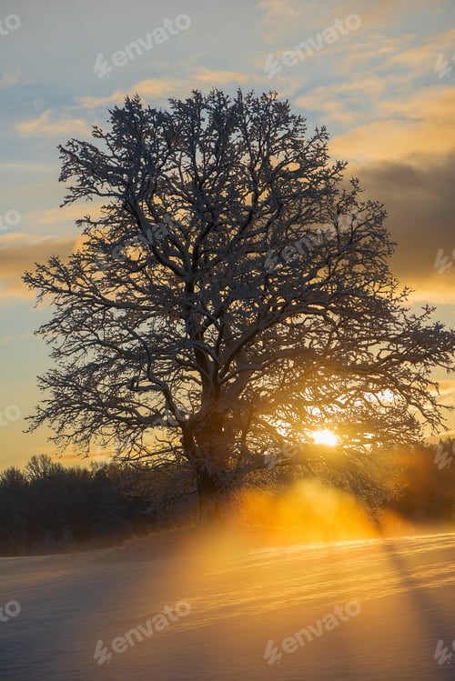 Preview: Majestic Oak Silhouette At Winter Sunset In Latvia