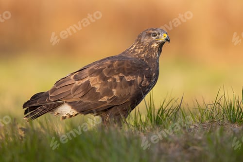 Preview: Majestic common buzzard sitting on the ground in autumn