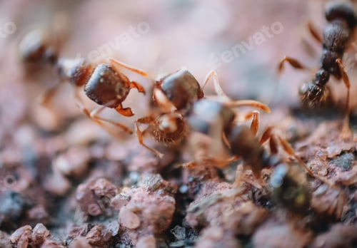 Preview: Marco image of ants in colony