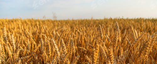 Golden Wheat Field in the Summer Sunlight