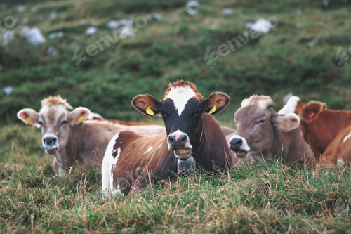 Preview: Cows on the ground