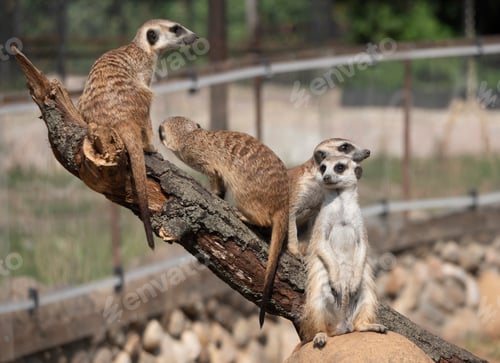 Preview: Meerkat or suricate is a small carnivoran belonging to the mongoose family