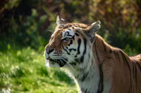 Preview: Portrait of a tiger against a bright green backdrop