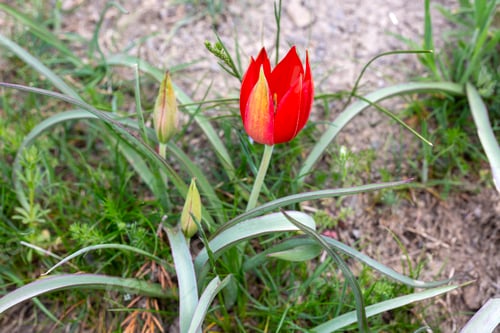 Preview: Turkish name; Manisa Lalesi - Scientific name: Tulipa orphanidea