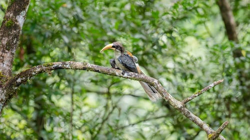 Preview: Sri Lanka grey hornbill perched on a mossy branch in the Sinharaja Forest Reserve.