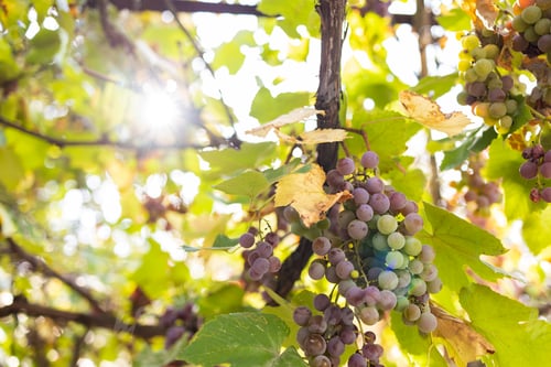 Preview: Ripe grapes on vineyards in autumn harvest. Ripe grapes on vineyards in autumn harvest