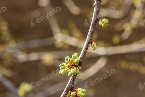 Preview: Swollen spring buds on the branches of a tree close up. Tree branch before flowering