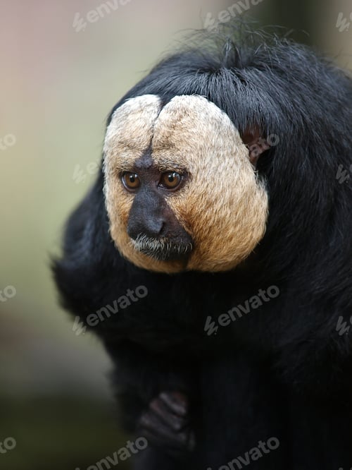 Preview: White faced saki