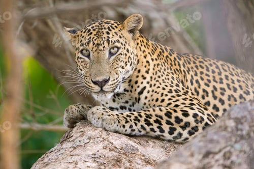 Preview: Regal leopard atop a rocky outcrop, looking out over the surrounding landscape