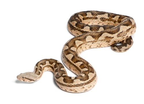 Preview: Moorish viper - Macrovipera mauritanica, poisonous, white background