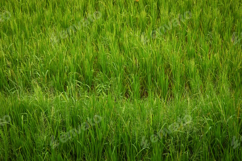 Preview: Rows of rice plants growing in a lush green field