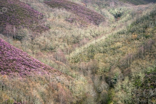 Preview: First flowering of heather among the leafless forests at the end of winter
