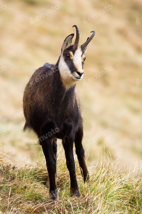 Preview: Tatra chamois standing on grass in mountains in autumn nature