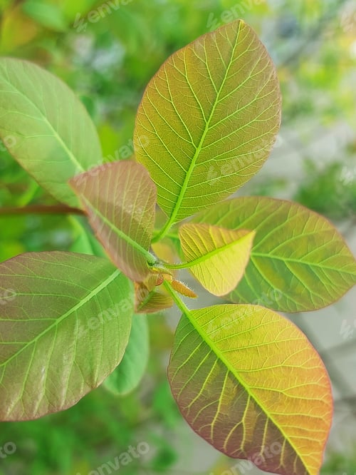 Preview: new leaves of an american smoketree or chittamwood