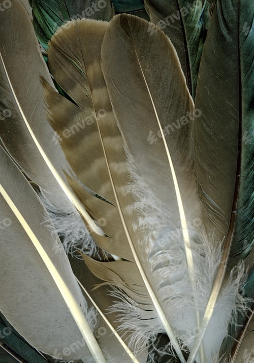 Preview: Raven feathers