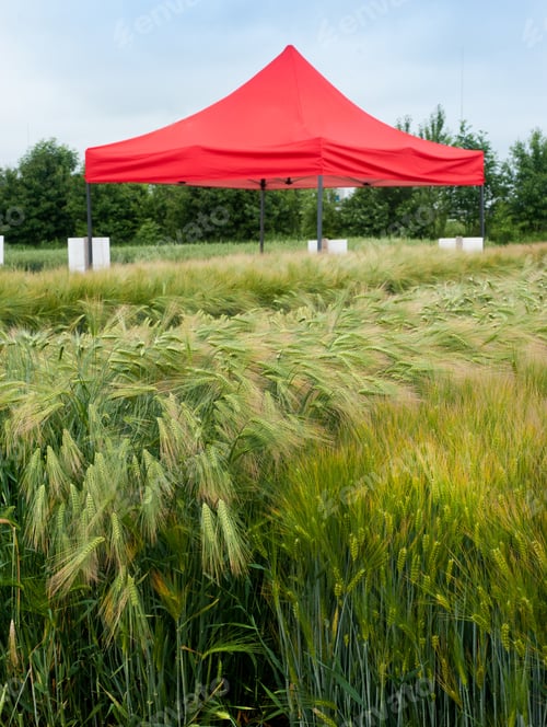 Preview: New varieties of cereal selection, exhibition tent