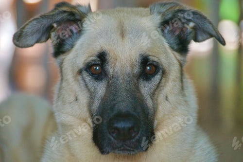 Preview: Cute dog with floppy ears looks out as you can see the reflection of the front door in her eyes