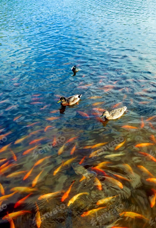 Preview: Vertical shot of ducks swimming in a pond with koi and carp fish