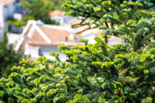 Preview: Branches and Needles of Spanish fir tree or Pinsapo - Zahara de la Sierra, Andalusia, Spain