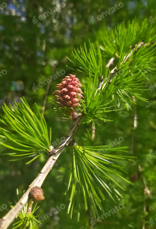 Preview: Larch is a coniferous tree with light green needles and pink cones.
