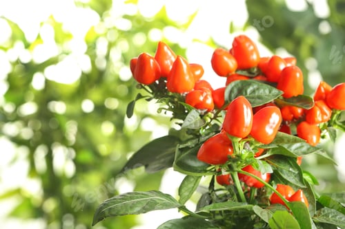 Preview: Chili pepper plant on blurred background, closeup. Space for text