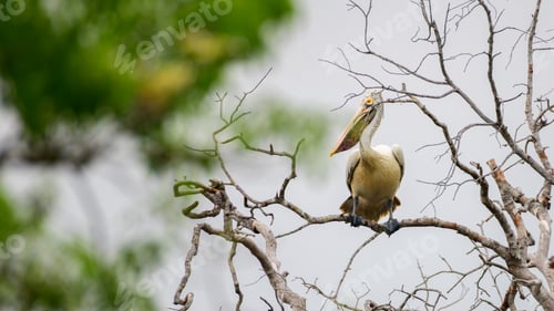 Preview: Spot-billed pelican perch on a dead tree branch against the dark gloomy sky. Spotted in Yala
