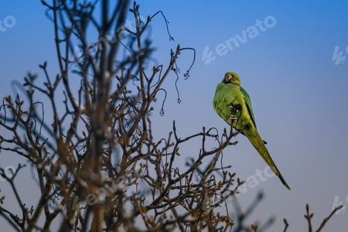 Preview: Indian ringed parrot perched on tree branch, observing
